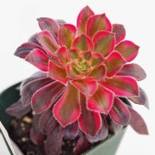 黒法師(サンシモン) バイオレット  【多肉植物 3号】|多肉植物