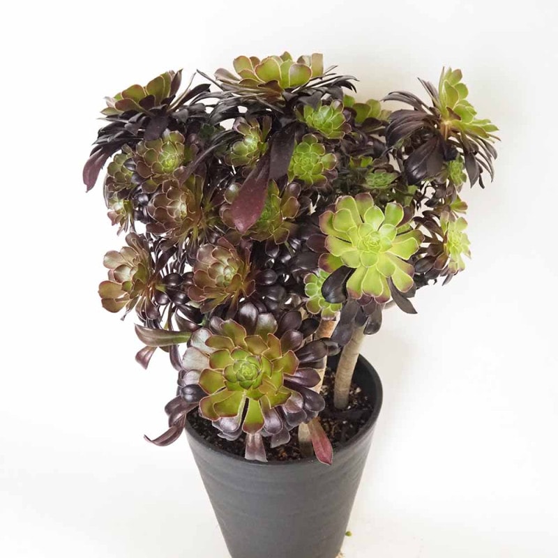 アオエニウム｜【植物のITANSE】全品送料無料・即出荷!