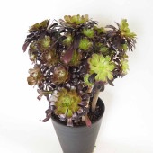黒法師(サンシモン) 【多肉植物 7号／1個売り】|多肉植物