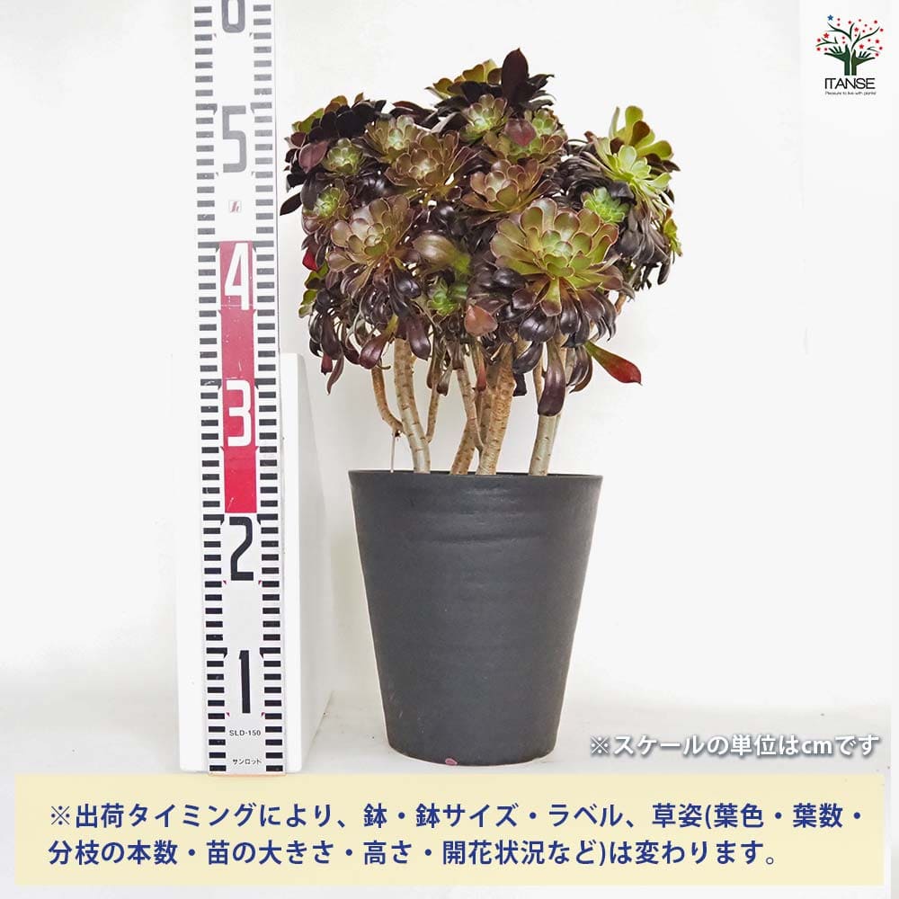 黒法師(サンシモン) 【多肉植物 7号／1個売り】｜ 【植物の