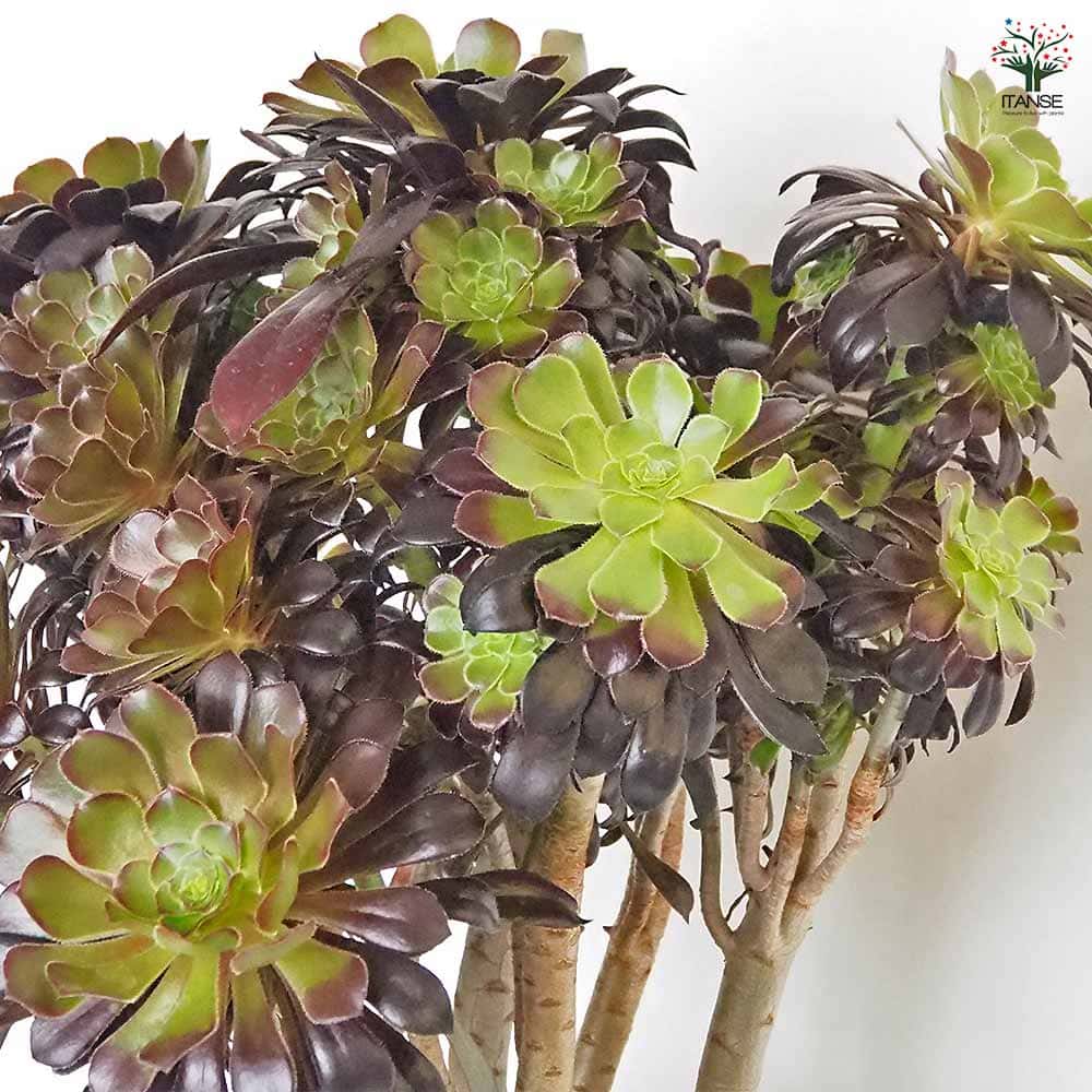 アエオニウム　クロホウシ　綴化　サンシモン　⑥多肉植物 楽天市場】「4号」だから育てやすい！アエオニウム・サンシモン