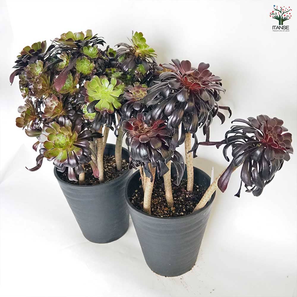 黒法師(サンシモン) 【多肉植物 7号／1個売り】｜ 【植物の