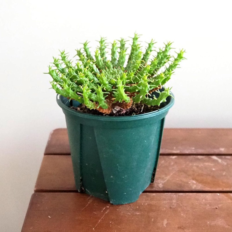 ハオルチア ピリフェラ錦 【多肉植物 2.5号ポット】｜ 【植物の