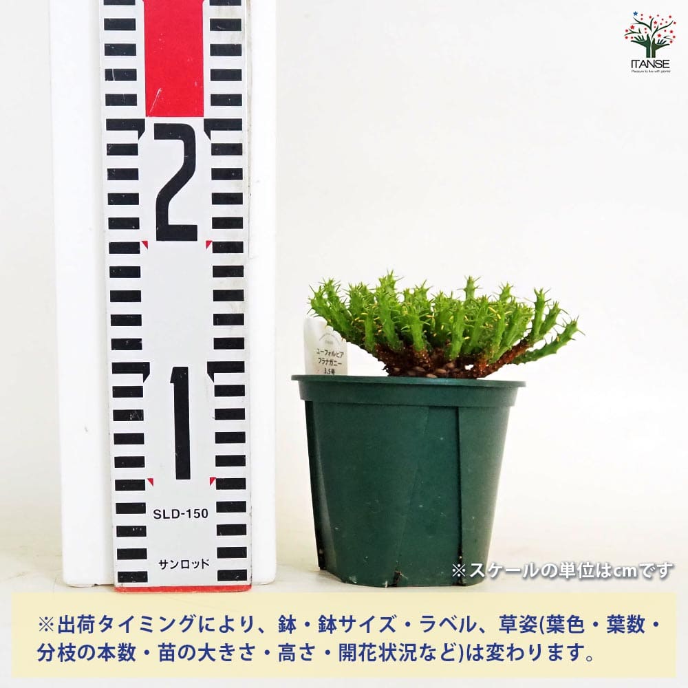 ユーフォルビア・フラナガニー ユーフォルビア フラナガニー 【多肉植物 3.5号／1個売り】｜ 【植物の
