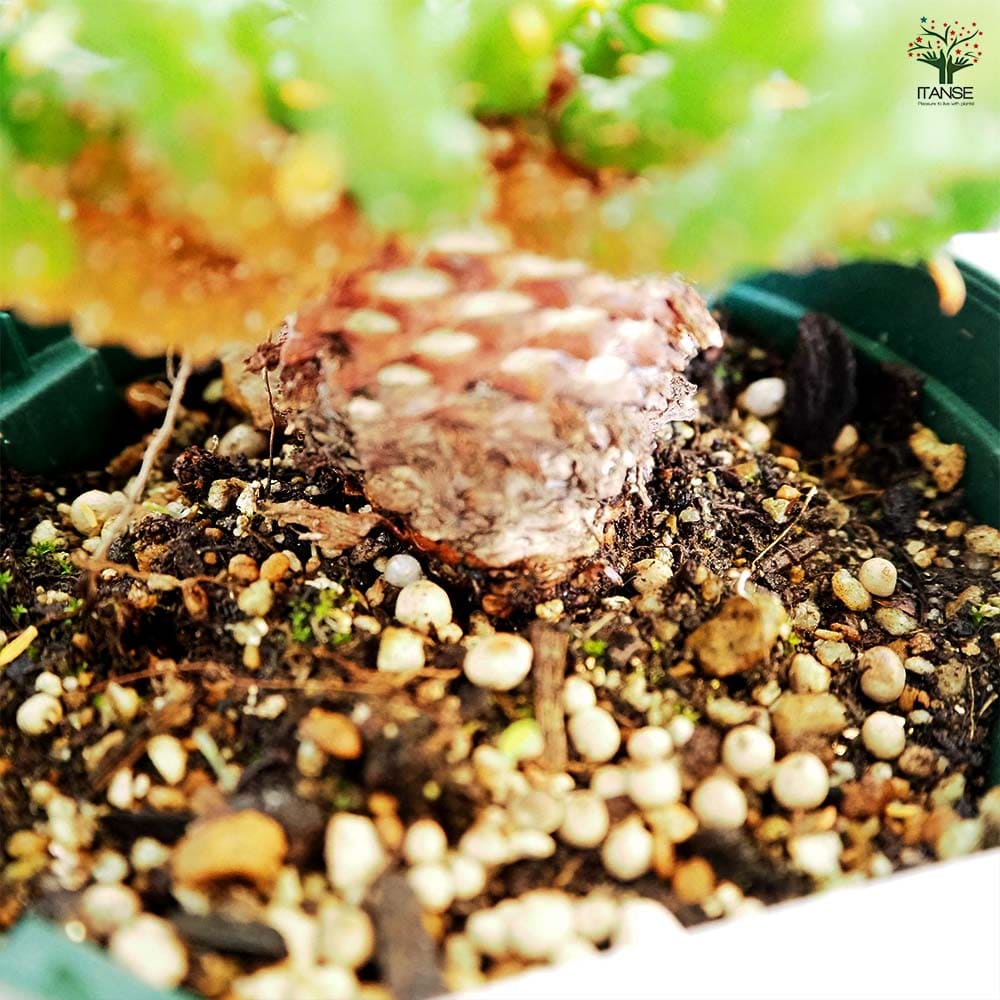 ユーフォルビア フラナガニー 【多肉植物 3.5号／1個売り】｜ 【植物の