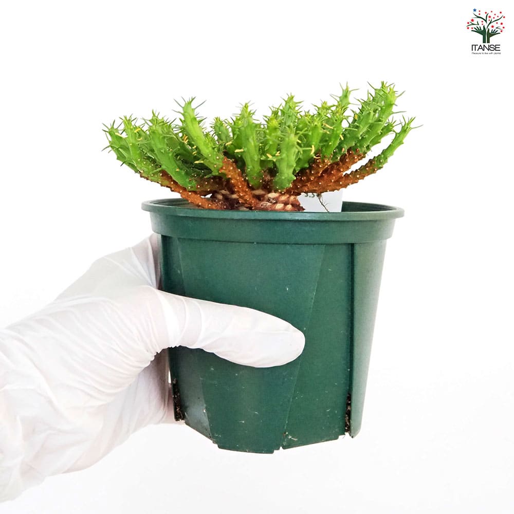 ユーフォルビア フラナガニー 【多肉植物 3.5号／1個売り】｜ 【植物の