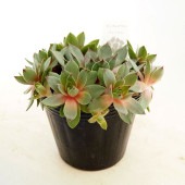 センペルビウム C.ウィリアム 【多肉植物 4号／1個売り】