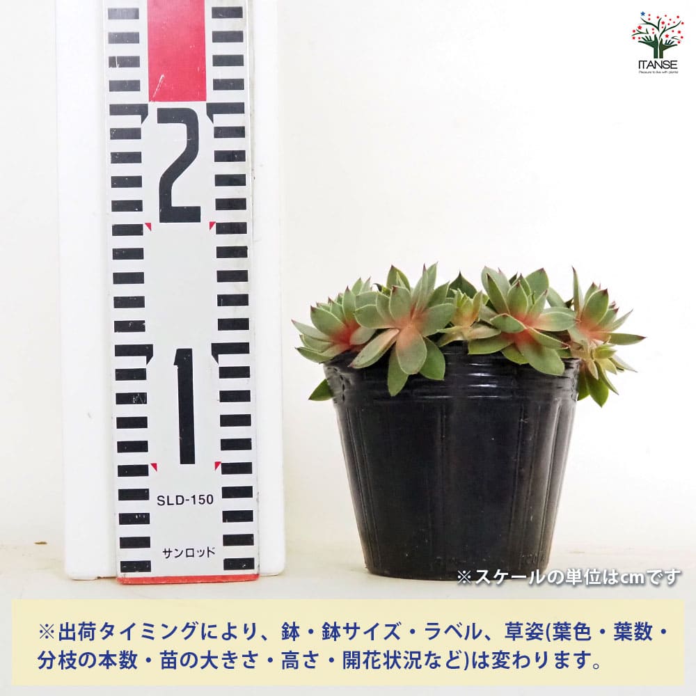 センペルビウム C.ウィリアム 【多肉植物 4号／1個売り】｜ 【植物の
