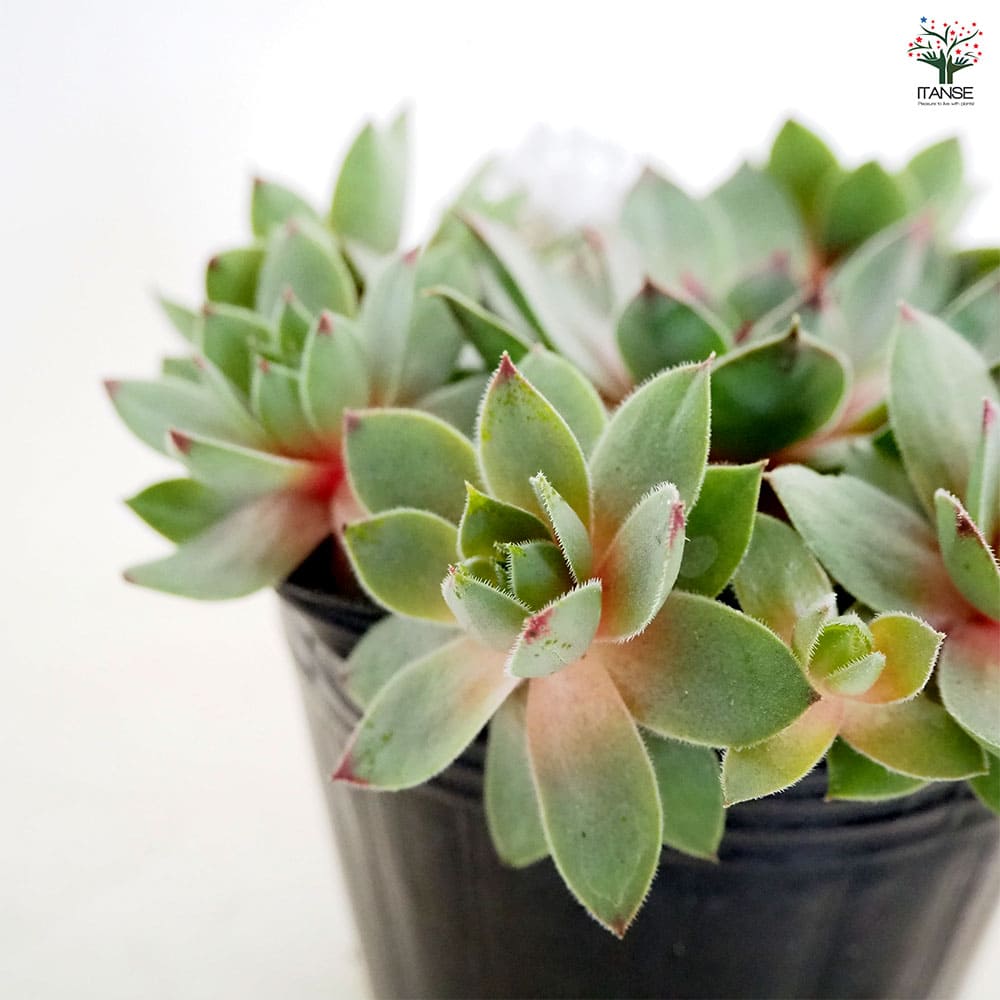 ご確認用　多肉センペルビウム 多肉植物 センペルビウム チップトップ 2.5寸苗 S6027 - ハニーミント本店