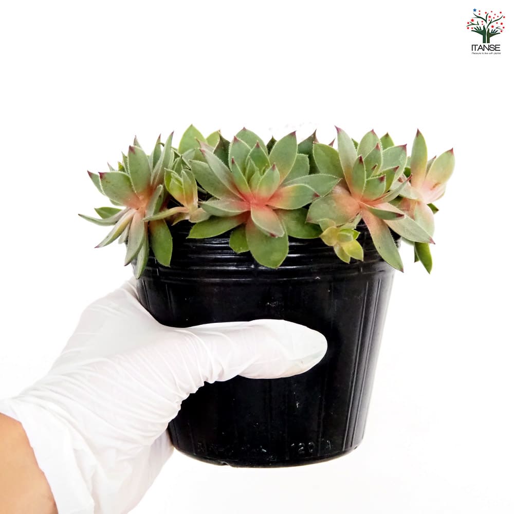 センペルビウム C.ウィリアム 【多肉植物 4号／1個売り】｜ 【植物の