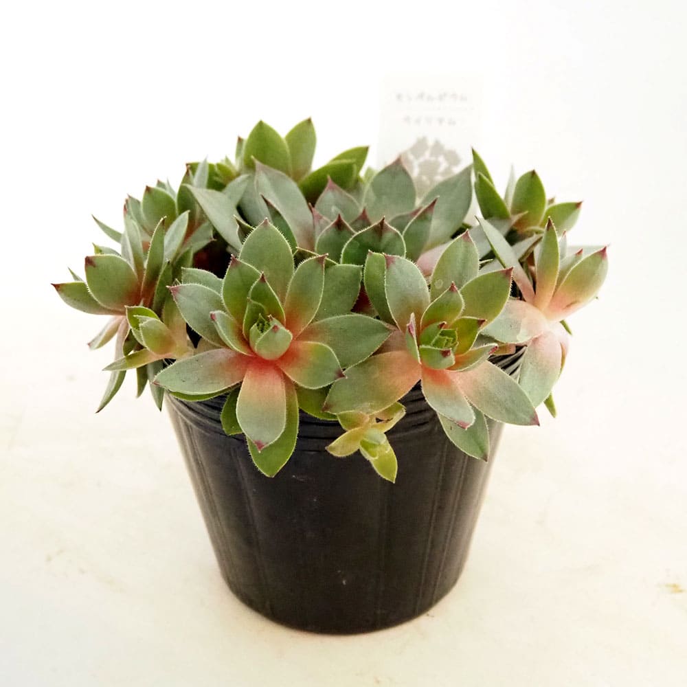 センペルビウム｜【植物のITANSE】全品送料無料・即出荷!