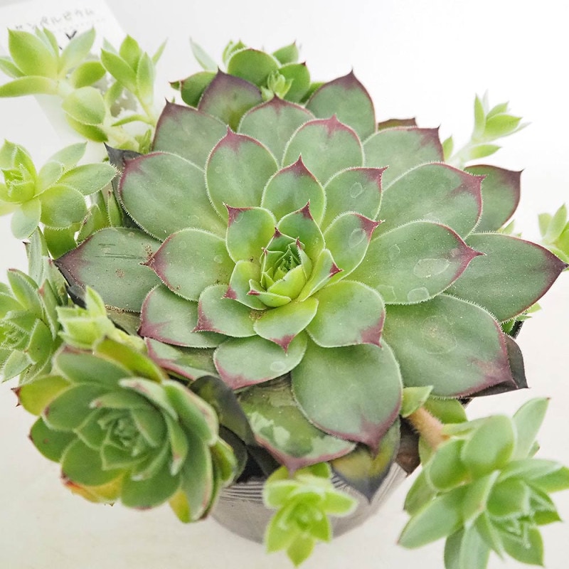 センペルビウム｜【植物のITANSE】全品送料無料・即出荷!
