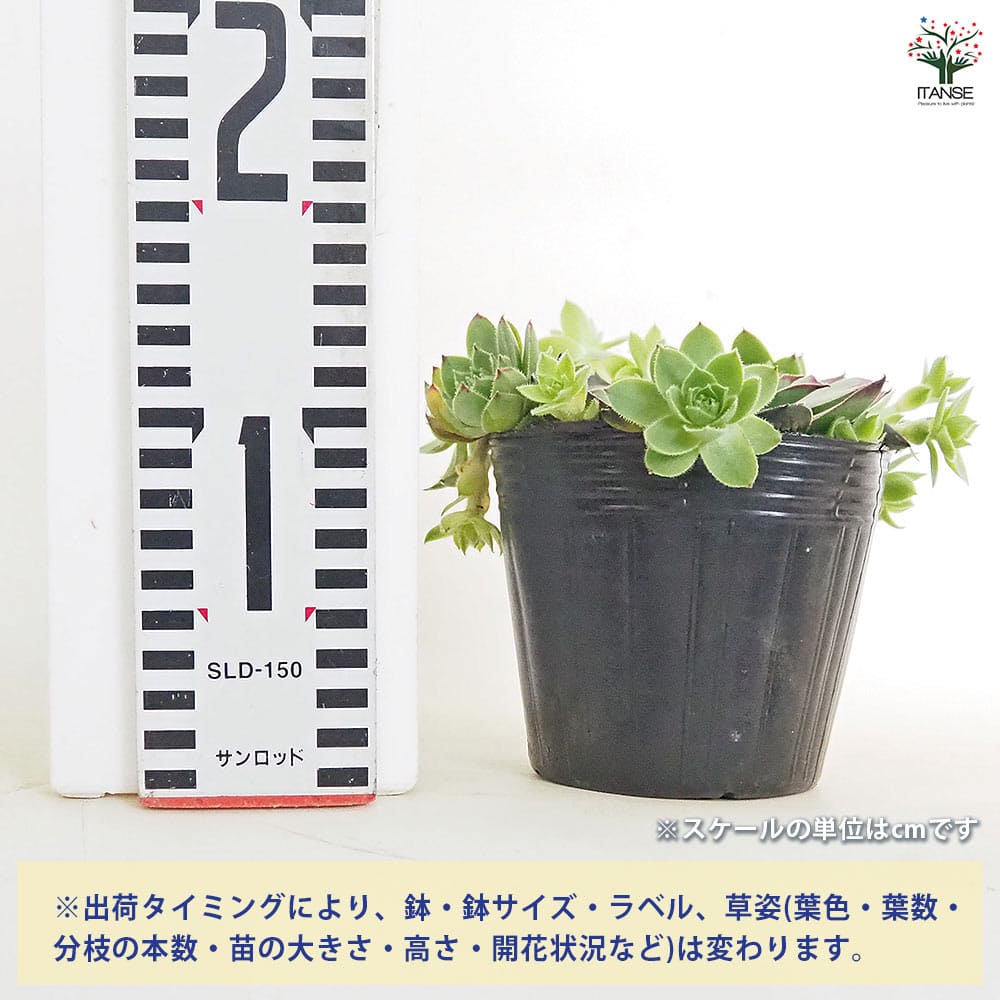 センペルビウム Mr.K 【多肉植物 4号／1個売り】｜ 【植物の