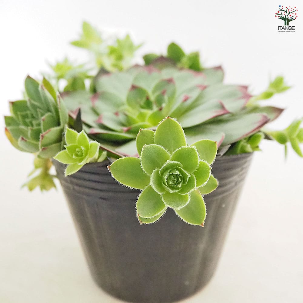 多肉植物 赤と緑のグラデーション*4