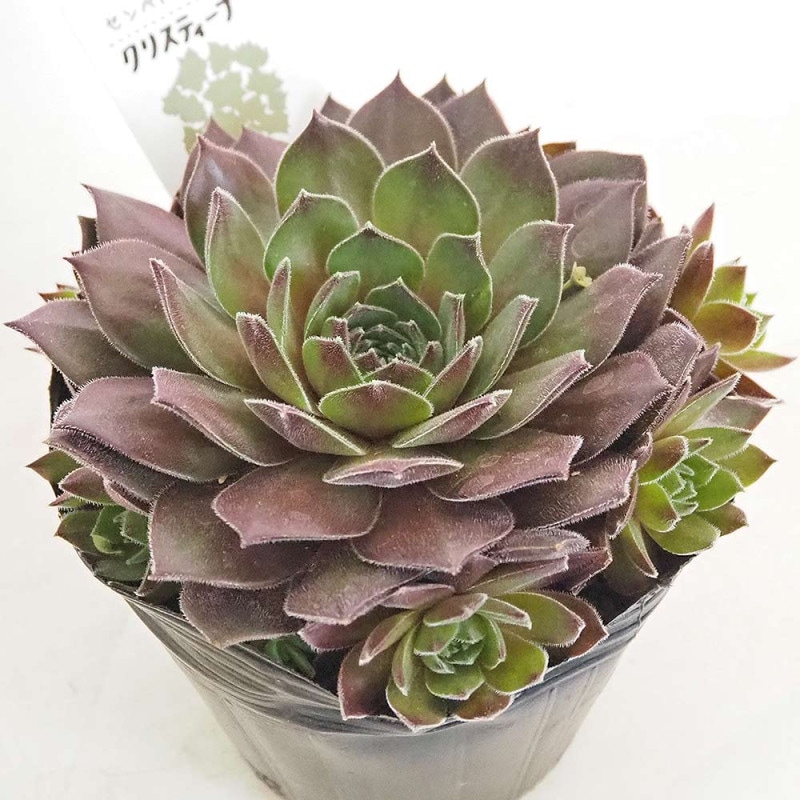 センペルビウム｜【植物のITANSE】全品送料無料・即出荷!