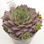センペルビウム クリスティーナ 【多肉植物 4号／1個売り】