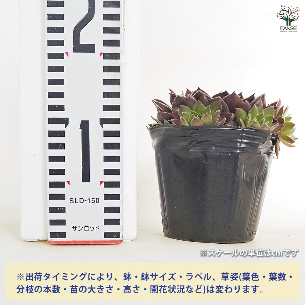 専用ページ　多肉植物　ミックスセンペルビウム　中サイズ　大株プラス センペルビウム 品種MIX見計らい 【多肉植物 3号】｜ 【植物の
