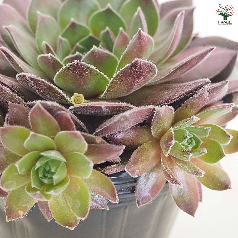 センペルビウム クリスティーナ 【多肉植物 4号／1個売り】｜ 【植物の