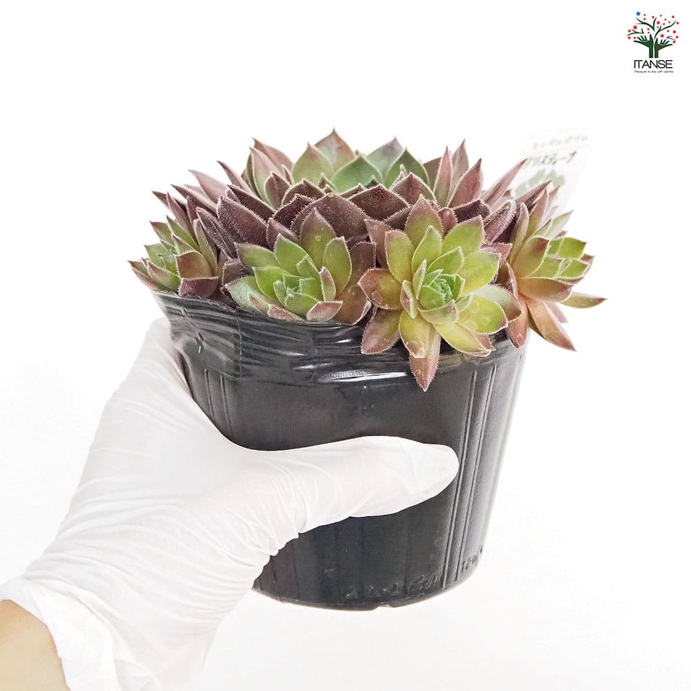 専用ページ　多肉植物　ミックスセンペルビウム　中サイズ　大株プラス センペルビウム クリスティーナ 【多肉植物 4号／1個売り