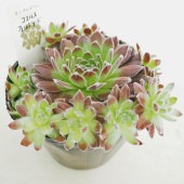 センペルビウム コエルスフェルディナンド 【多肉植物 4号／1個売り】