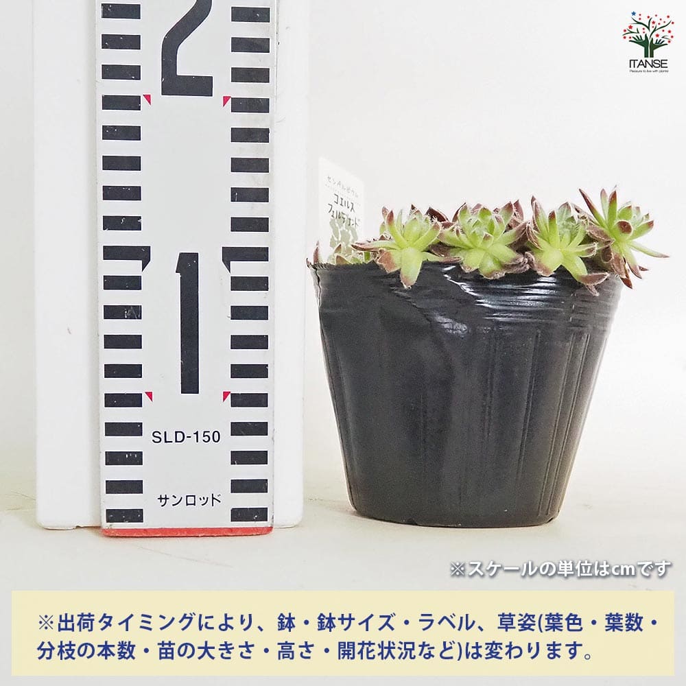 センペルビウム コエルスフェルディナンド 【多肉植物 4号／1個売り