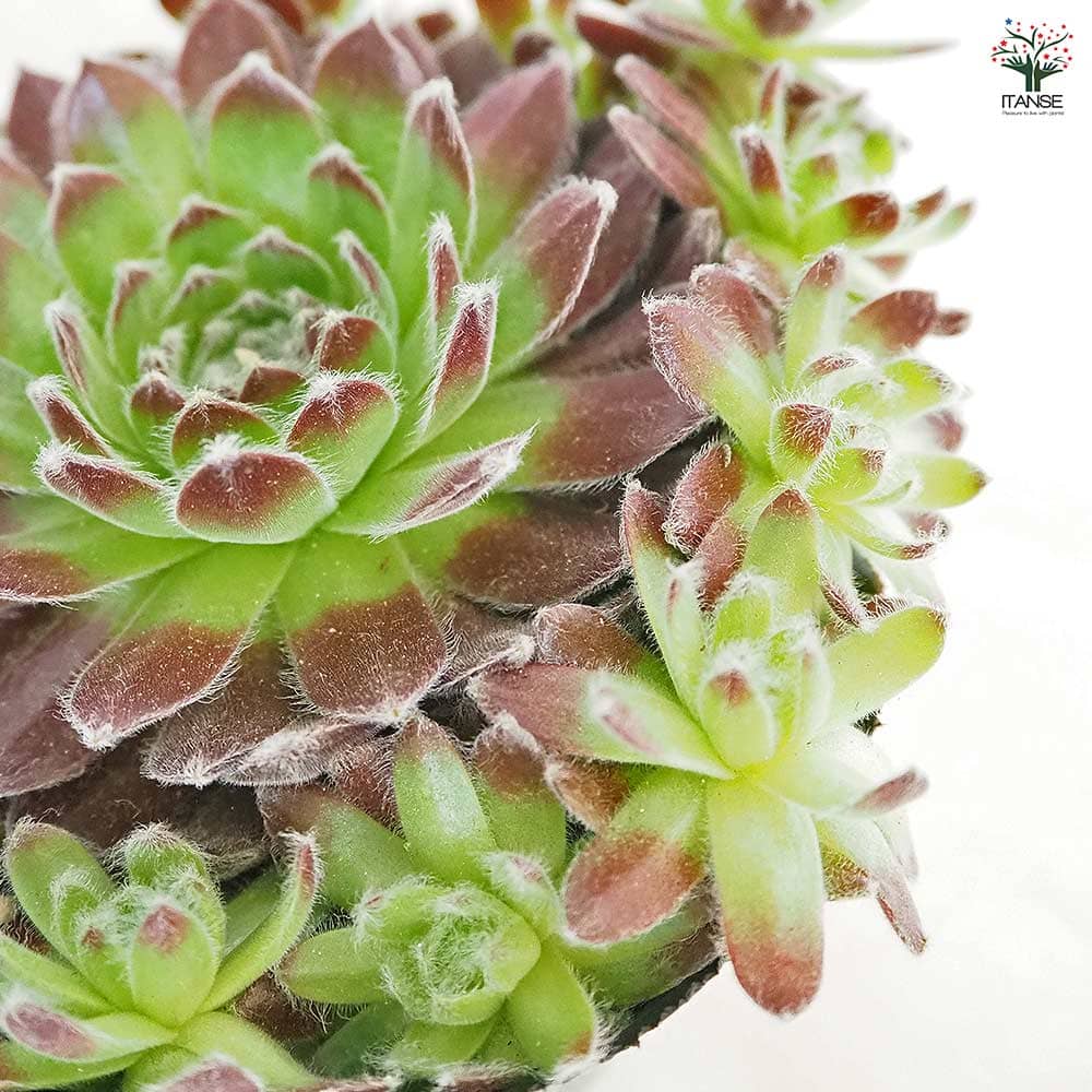 センペルビウム コエルスフェルディナンド 【多肉植物 4号／1個売り