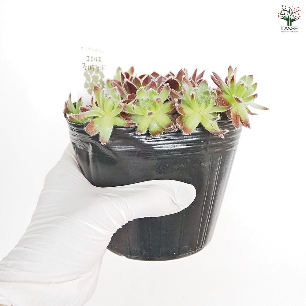 センペルビウム コエルスフェルディナンド 【多肉植物 4号／1個売り