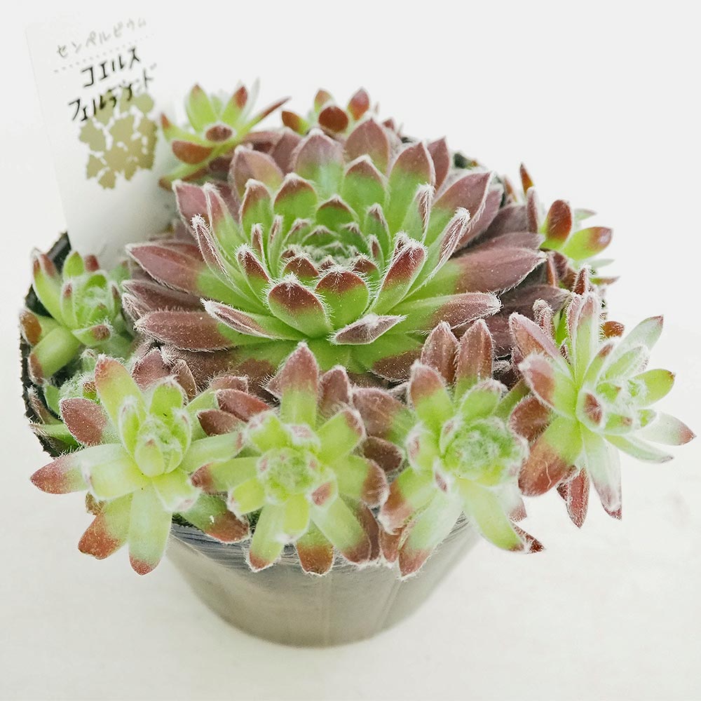 感謝を込めて。センペルビウム15(*´ω`*)Ｓ シルベリウム センペルビウム | toA Succulent