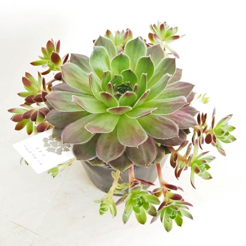 センペルビウム ヘイヘイ 【多肉植物 4号／1個売り】｜ 【植物の