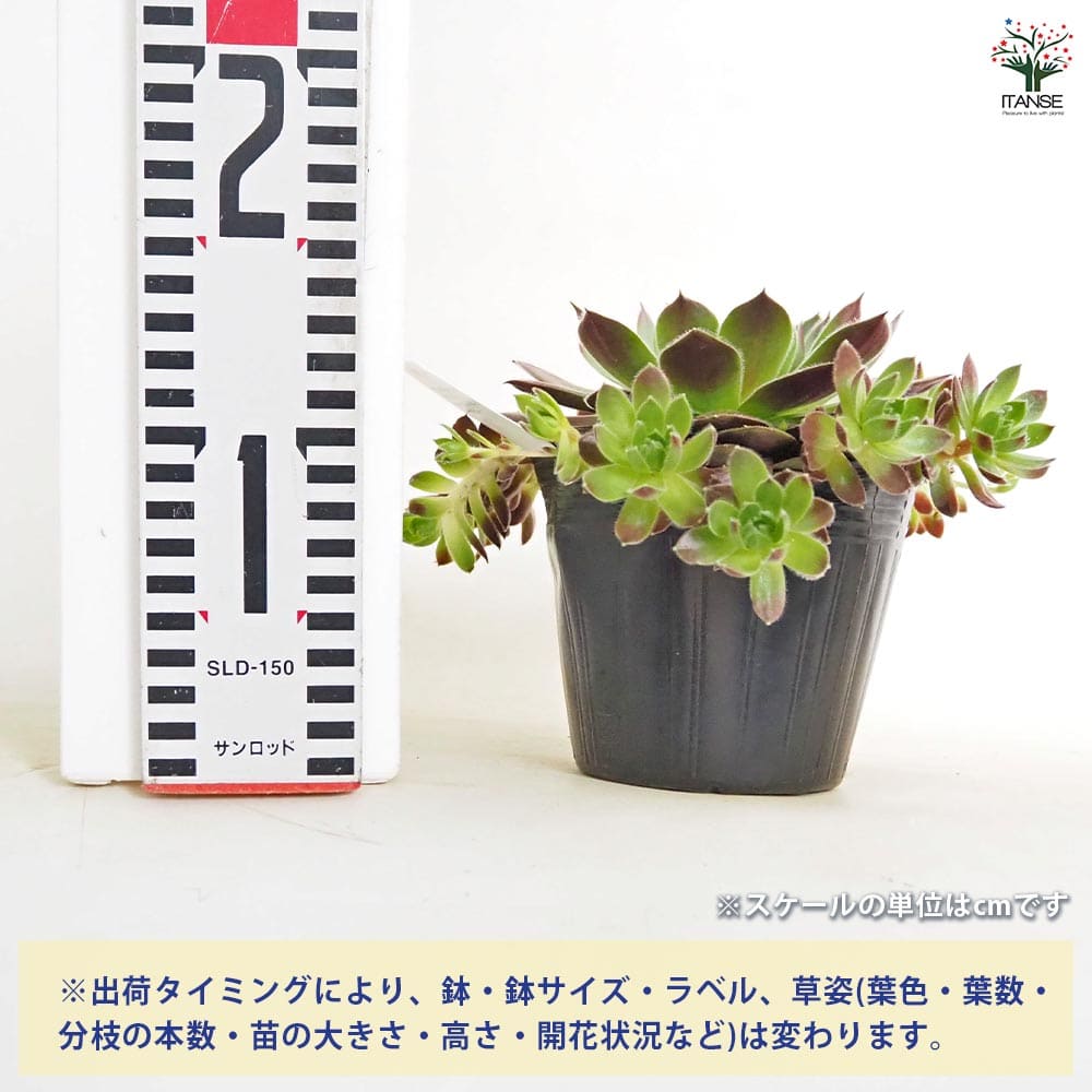 センペルビウム テスト 【多肉植物 4号／1個売り】｜ 【植物の