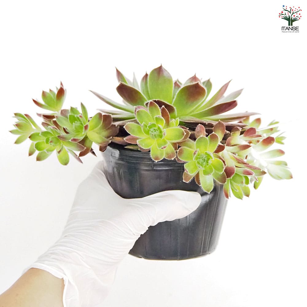 センペルビウム テスト 【多肉植物 4号／1個売り】｜ 【植物の