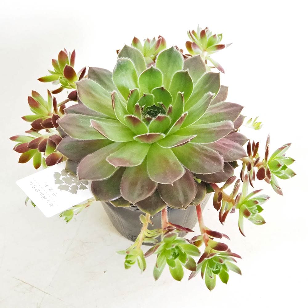 センペルビウム　　☆Round Midnight（1点のみ） 楽天市場】ラウンドミッドナイト センペルビウム属 多肉植物 9cmポット