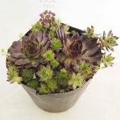 センペルビウム ブロンコ 【多肉植物 4号／1個売り】|多肉植物