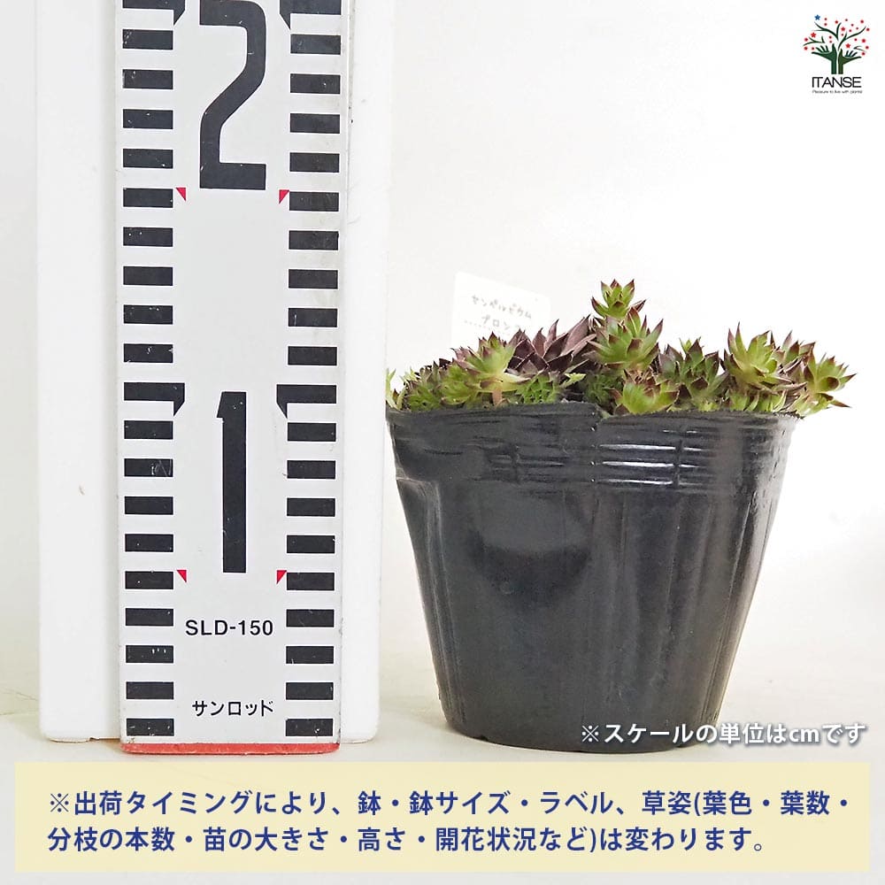 センペルビウム ブロンコ 【多肉植物 4号／1個売り】｜ 【植物の