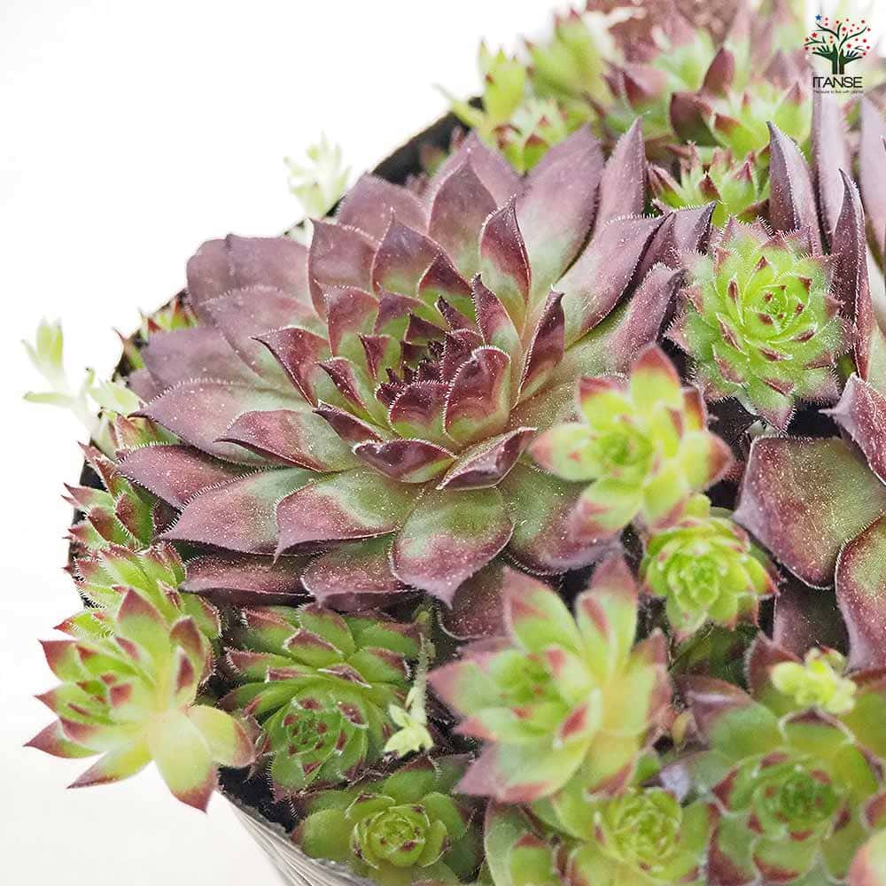 ぷりんの植肉植物 はにわぷりん＆多肉植物｜イキル☆トリコ