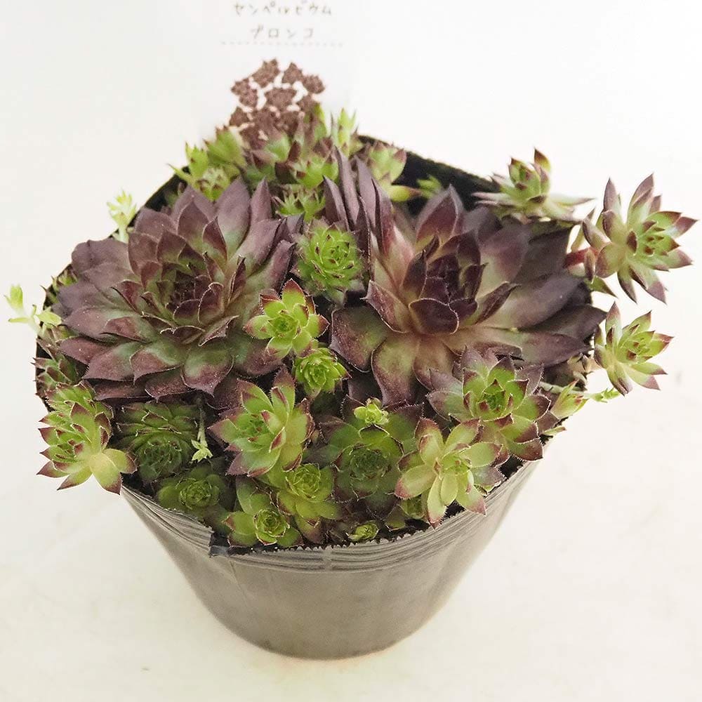 センペルビウム ★ジャイアント  ブラウン★根付き♪希少 センペルビウム｜【植物のITANSE】全品送料無料・即出荷!