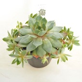 センペルビウム ヘイヘイ 【多肉植物 4号／1個売り】