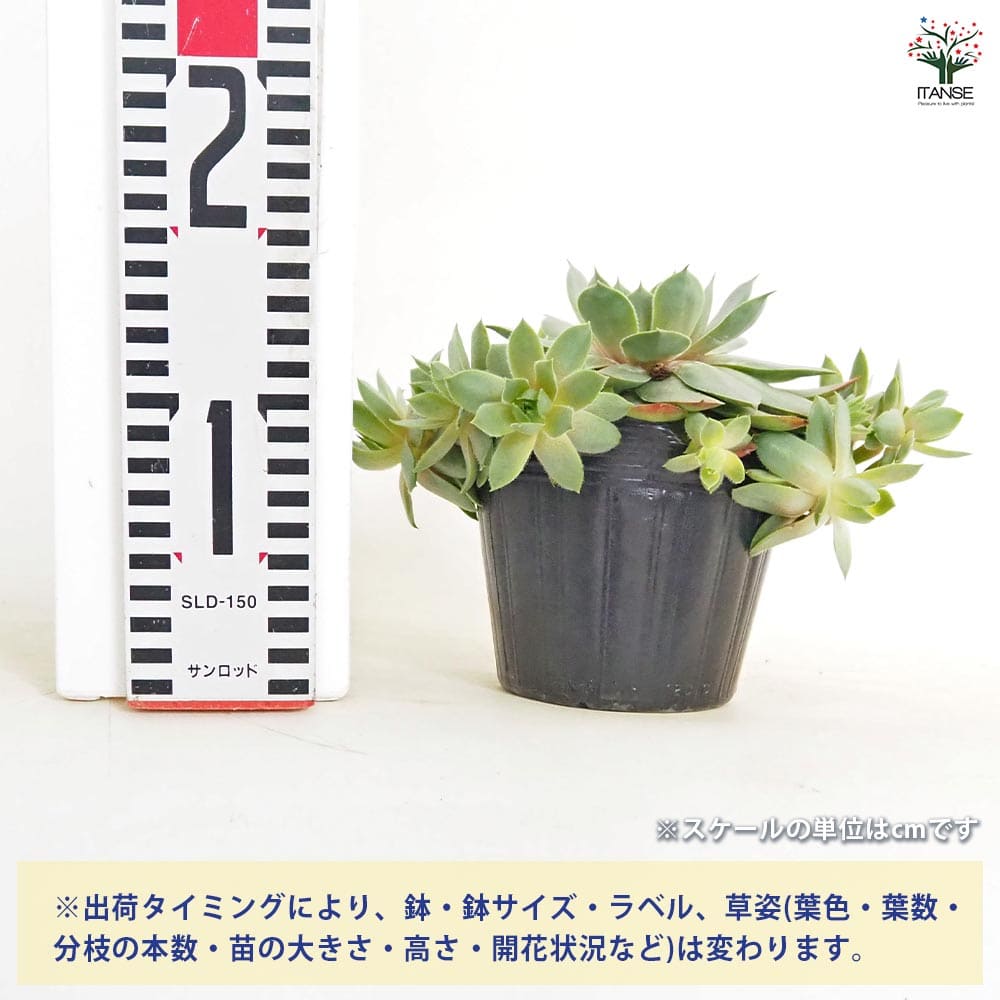 みい ポットの苗全部　Ｈｅｙ　Ｈｅｙ　 (1)　センペルビブム センペルビウム ヘイヘイ 【多肉植物 4号／1個売り】｜ 【植物の