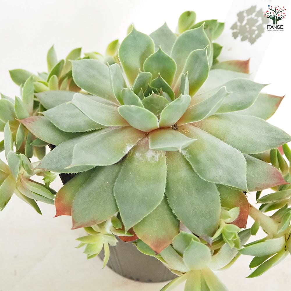 センペルビウム コマンダーヘイ ① 楽天市場】センペルビブム