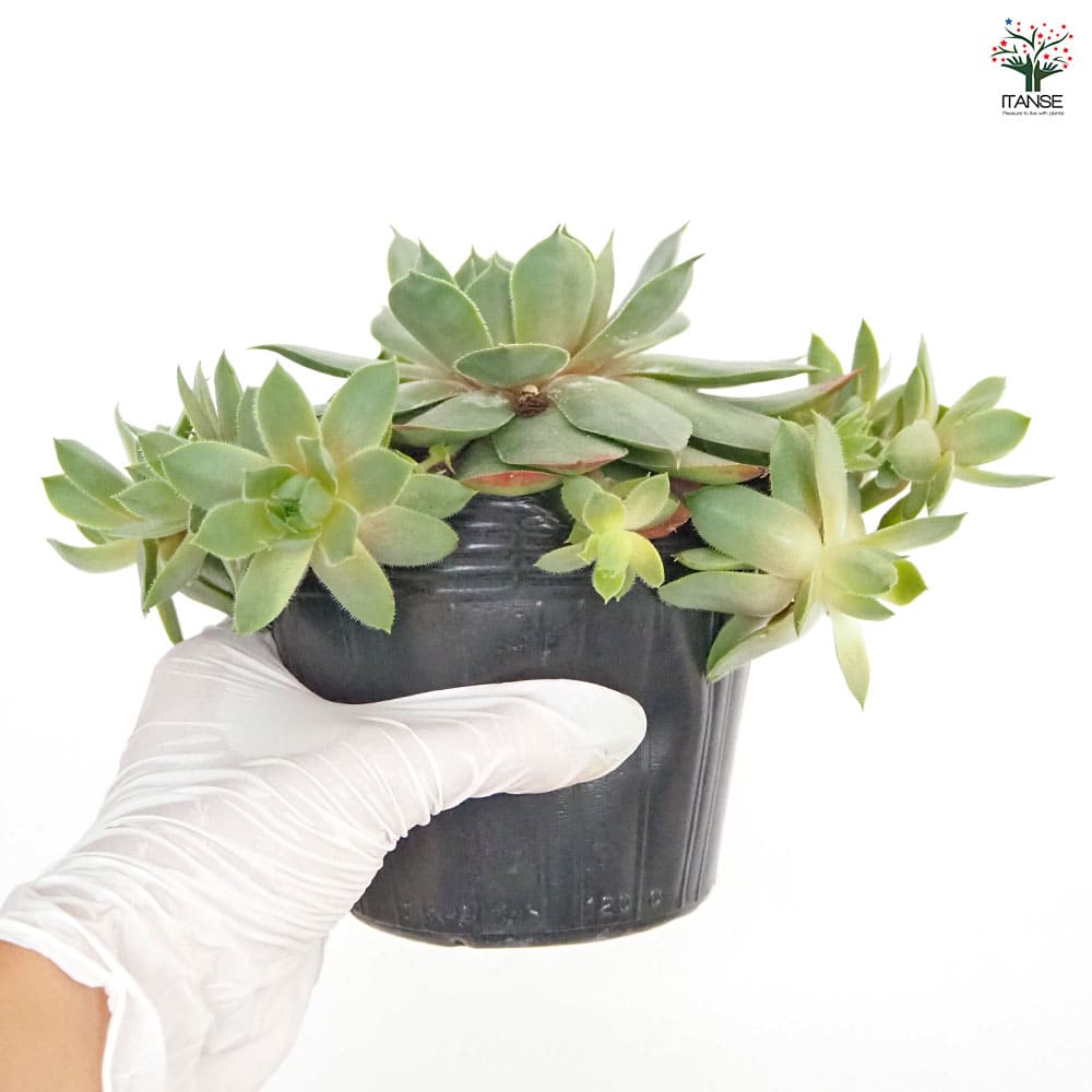 センペルビウム　コマンダーヘイ　① 楽天市場】多肉植物 okセンペルビウム コマンダーヘイ 7.5cmポット