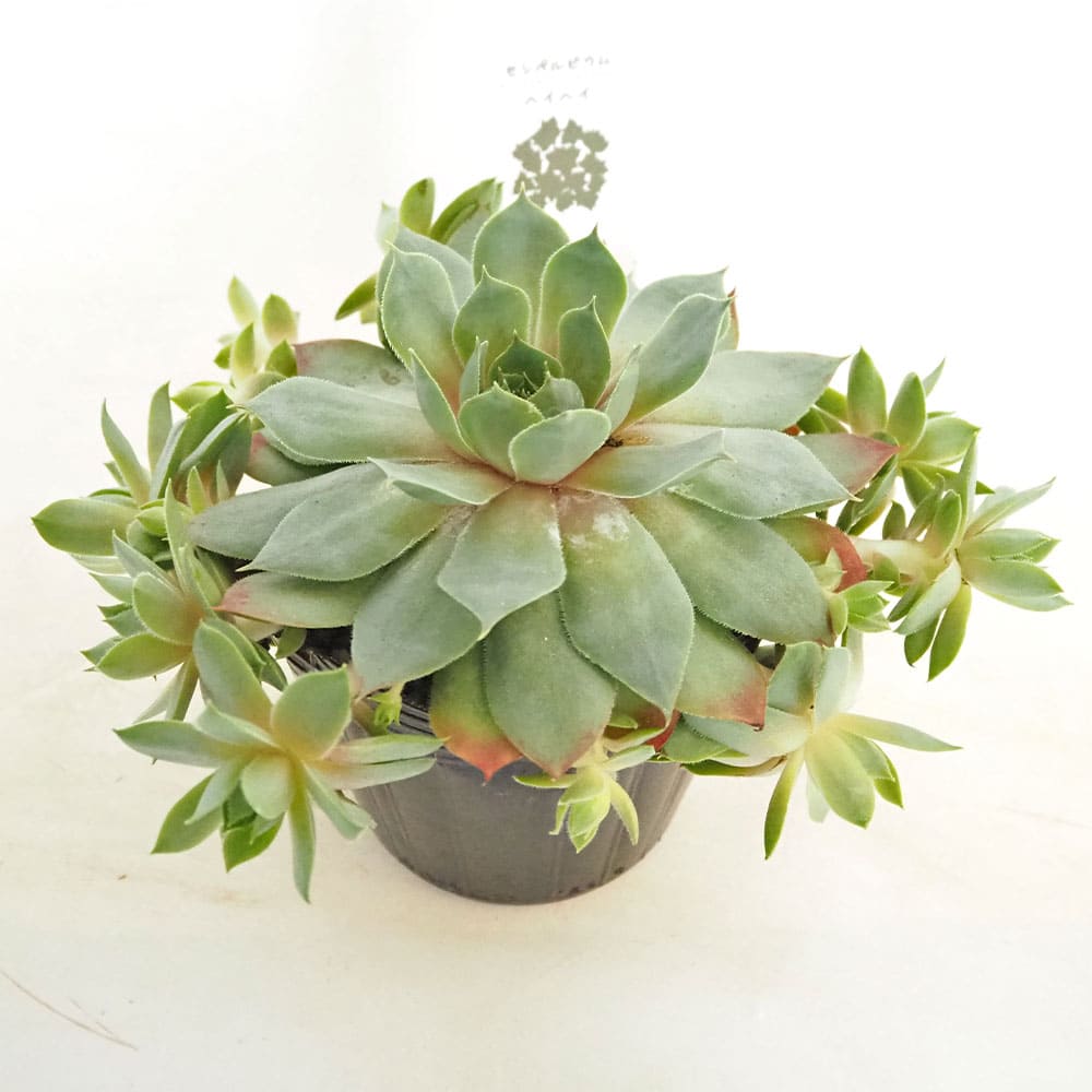 センペルビウム ヘイヘイ 【多肉植物 4号／1個売り】｜ 【植物の