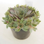 センペルビウム ミッドナイトローズ 【多肉植物 4号／1個売り】