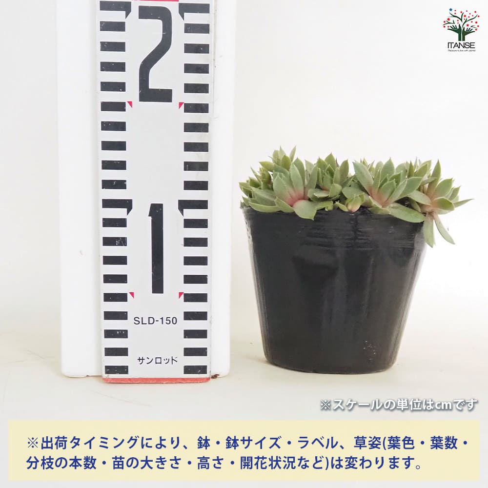 センペルビウム ミッドナイトローズ 【多肉植物 4号／1個売り