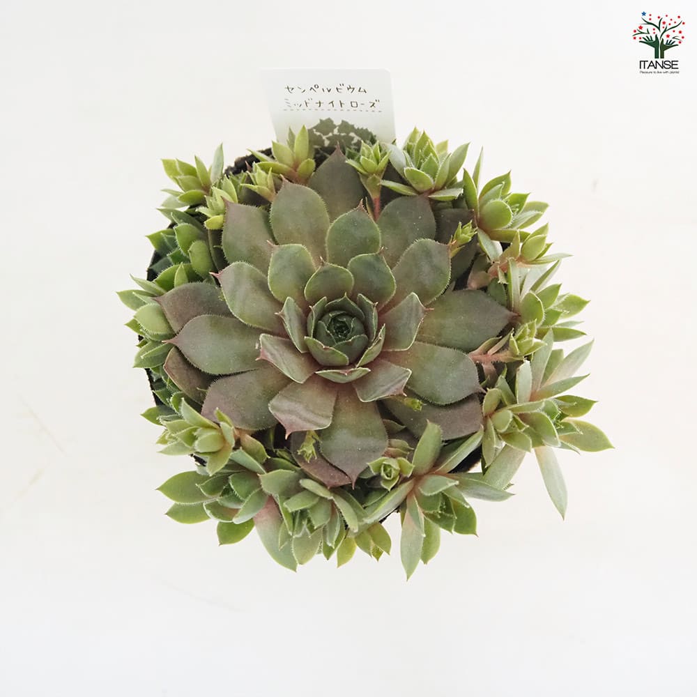 センペルビウム ミッドナイトローズ 【多肉植物 4号／1個売り