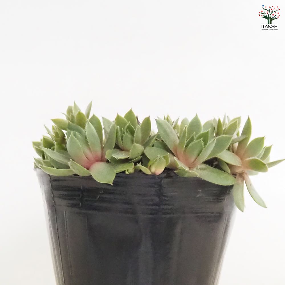 センペルビウム ミッドナイトローズ 【多肉植物 4号／1個売り