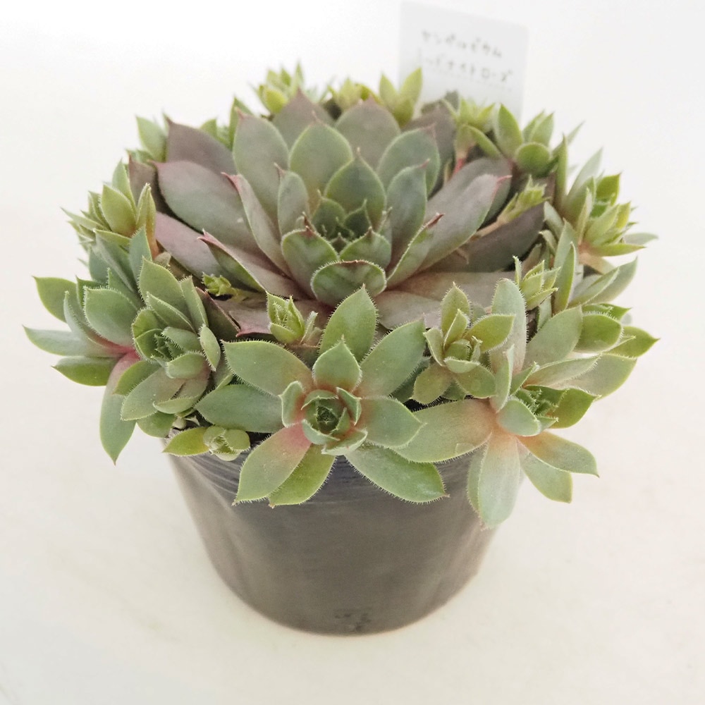 感謝を込めて。センペルビウム15(*´ω`*)Ｓ シルベリウム センペルビウム | toA Succulent