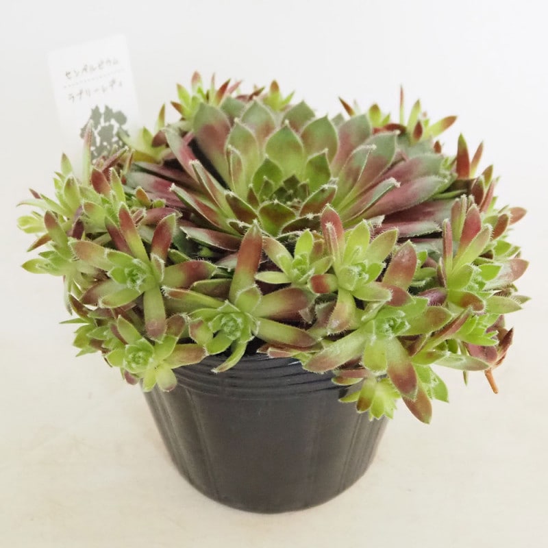 センペルビウム｜【植物のITANSE】全品送料無料・即出荷!