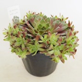 センペルビウム ラブリーレディ 【多肉植物 4号／1個売り】|多肉植物