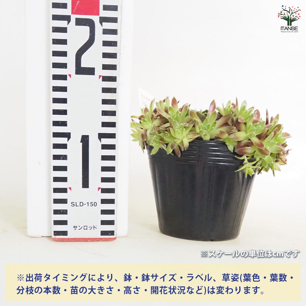 センペルビウム ラブリーレディ 【多肉植物 4号／1個売り】｜ 【植物の