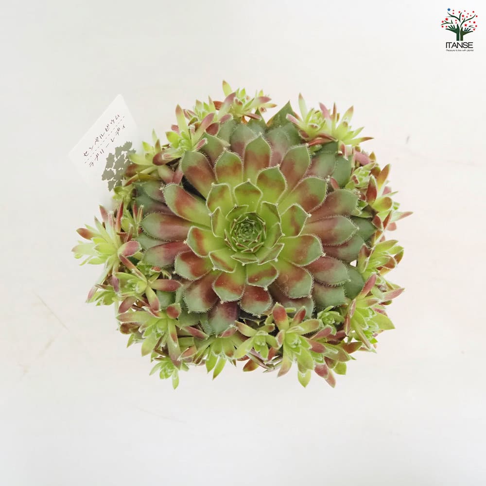 センペルビウム ラブリーレディ 【多肉植物 4号／1個売り】｜ 【植物の